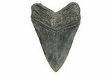 Serrated, Fossil Megalodon Tooth - South Carolina #374675-2
